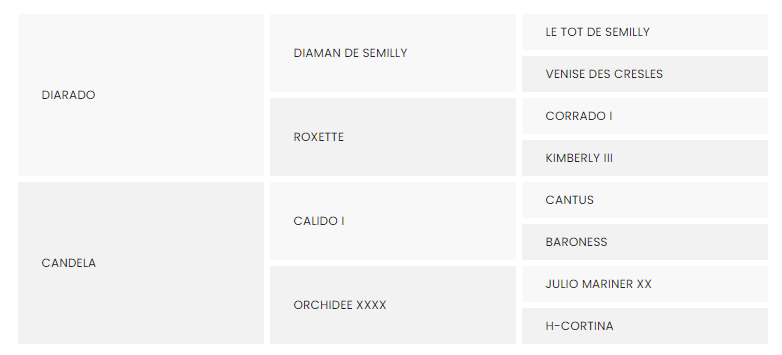 Diamond’s Boy GBS Z