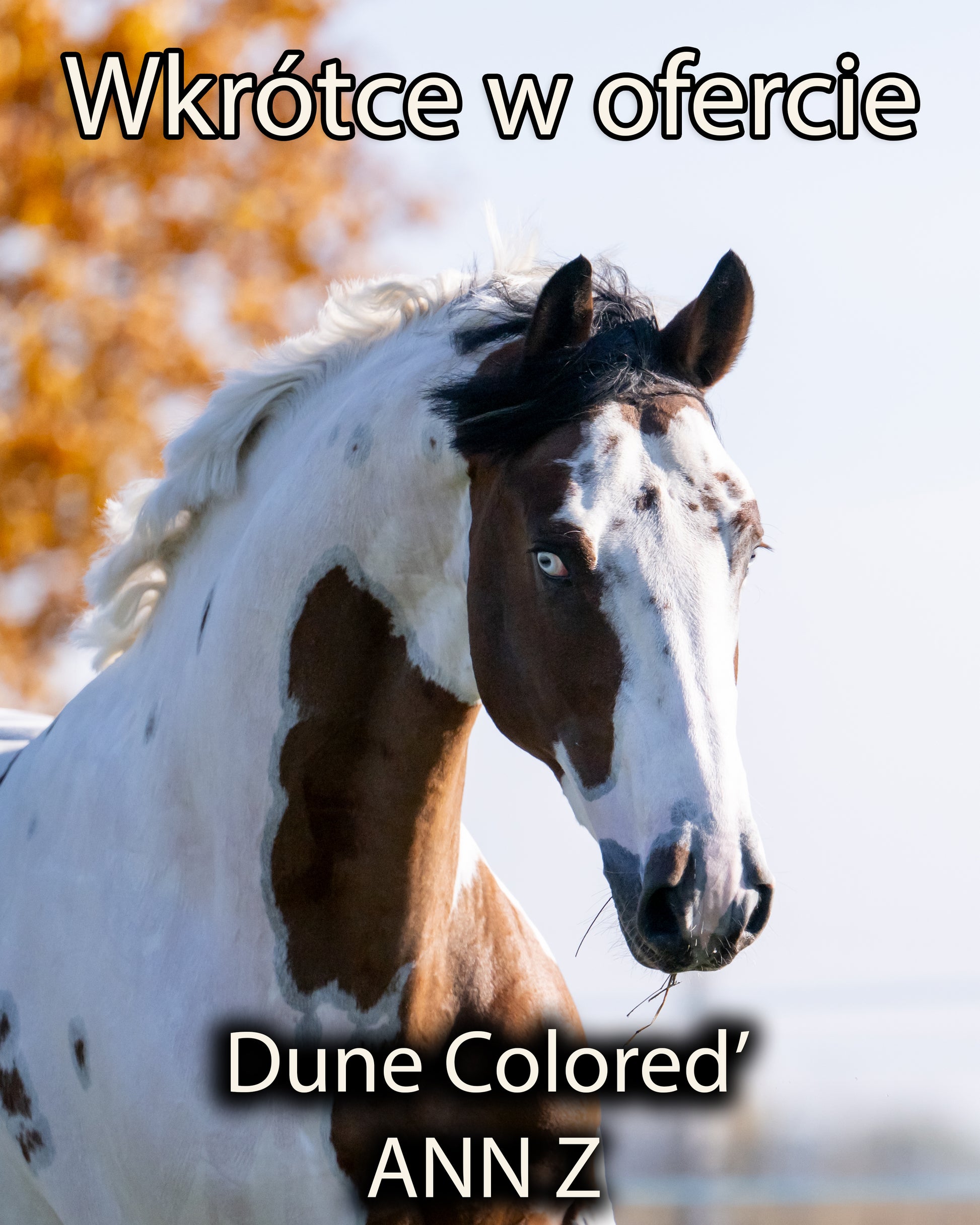 DUNE.jpg__PID:3eacc870-8b86-4d1d-8fb0-ae228142a3d3