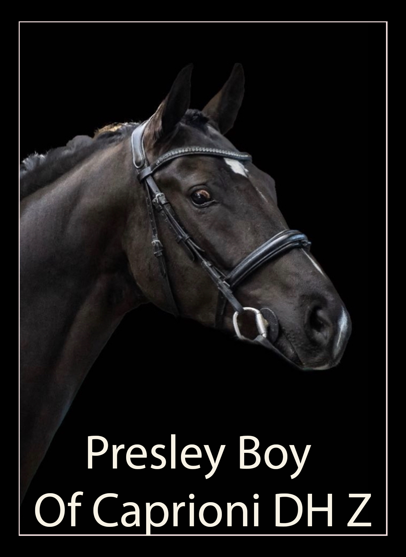 Presley Boy Of Caprioni DH Z